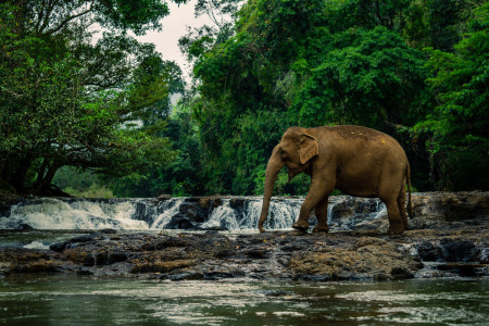 Image of the Keo Seima Wildlife Sanctuary project